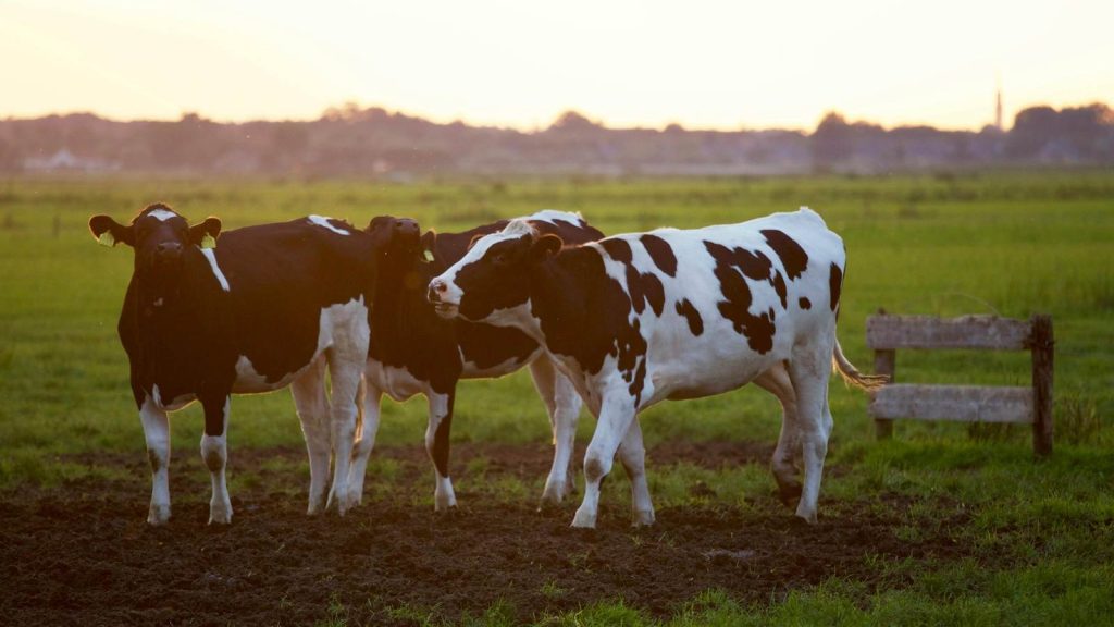 Dairy cows grazing in a farm paddock