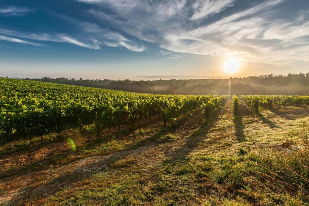 Vineyard rows at sunrise